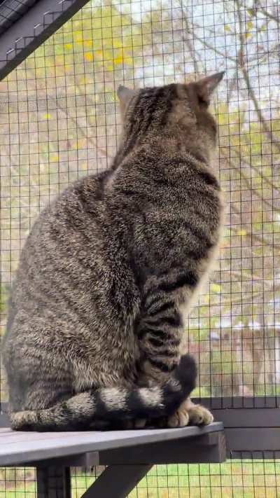 Watching the leaves fall..