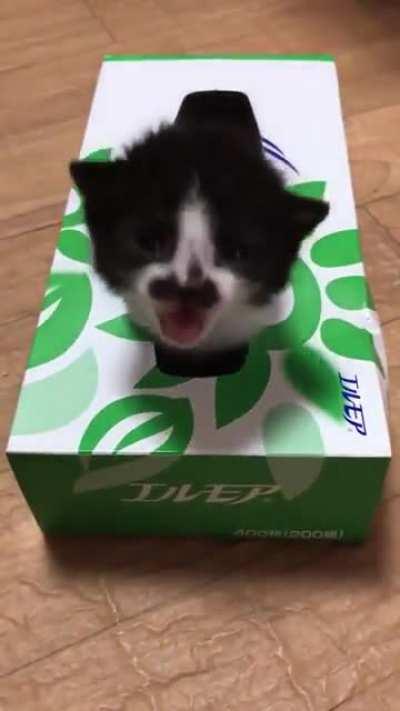 Cat-in-the-box