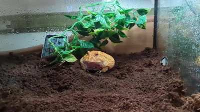 Sunny Eats, Sage Sass! A Pacman Frog Feeding with Attitude