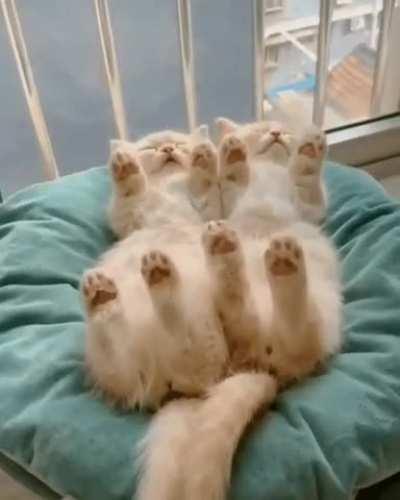 Kitties taking a nap
