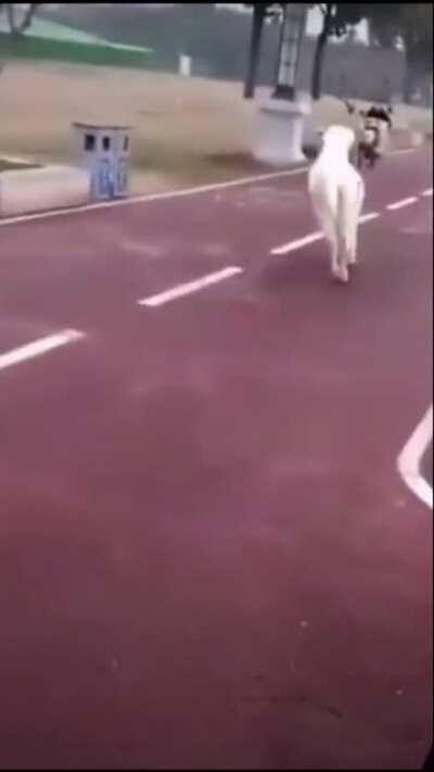 Ponys in 2020 be like...