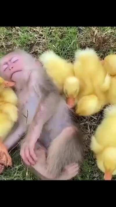 Let's be as loving as animals ❤️🐥🐵