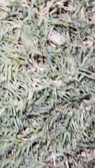 My son and I go on a walk every night. We have been passing a few houses with “screaming” grass.