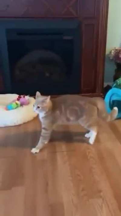 She hates wooden floor