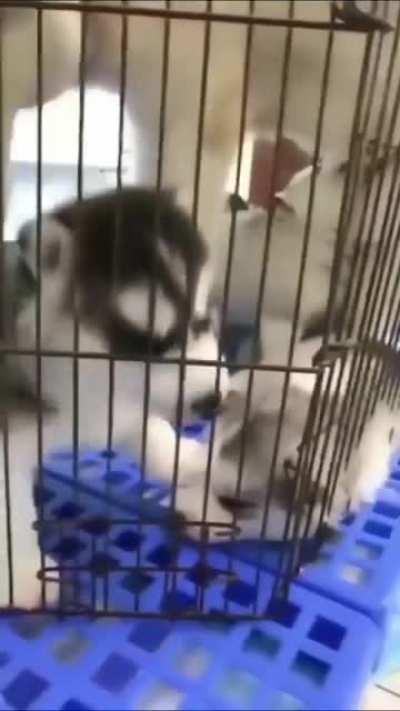 Mini tantrum in training