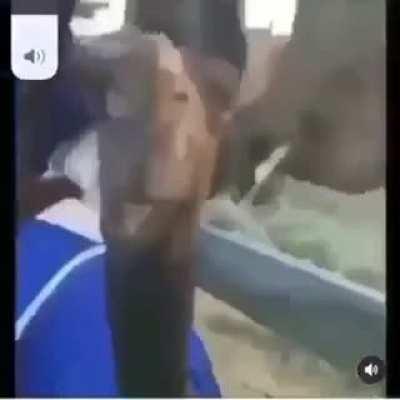 anime أخي الجمل