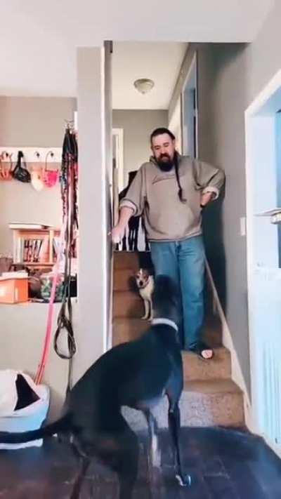 What da dog doin (tt:hufflebuff)