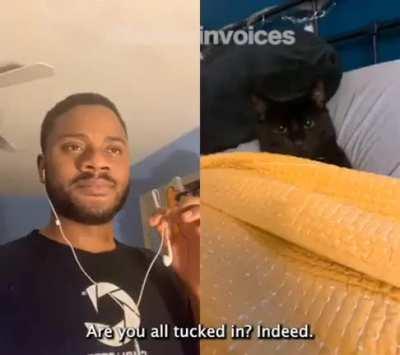 Cat voiceovers (Fucking awesome)