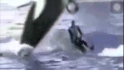 Crushed between two whales. DoV?