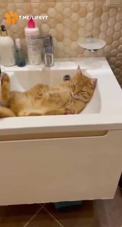 Will always find a cozy place to sleep❤️💤