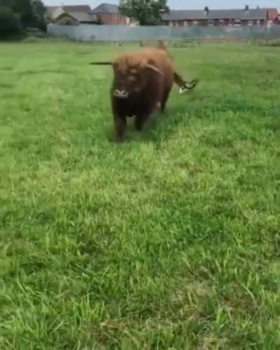 This Playful Cow And His Friends