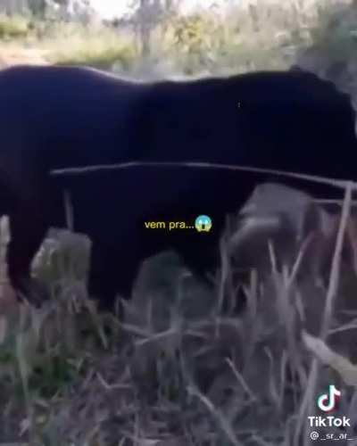 Cachorro preto bonito