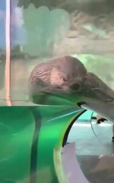 Hello… from the otter side