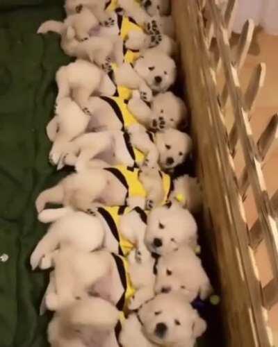 Someone disturbed the bee hive