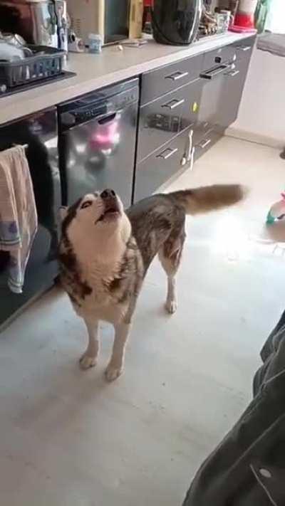 Perfectly cut husky tantrum