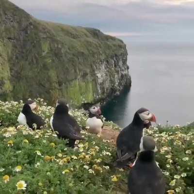 Puffins in a flower field