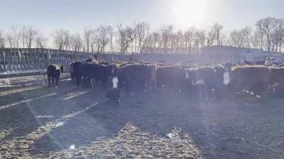 The value of a good border collie on a ranch