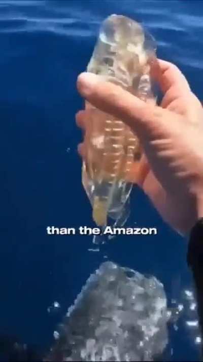 Salp is a type of sea animal that can suck emmited carbon