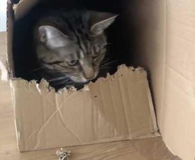 Ludo eats boxes. It's kind of his thing