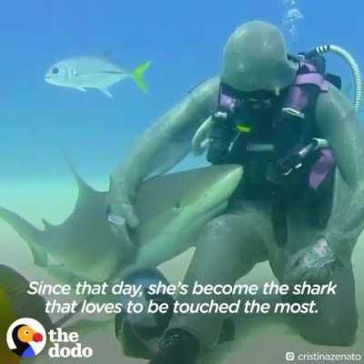 Removing hooks from sharks mouths...