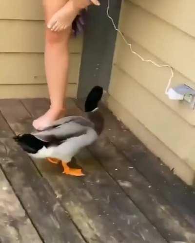 Pato maluco (sdds pato da area de trabalho do juse BibleThump)