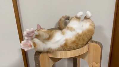 An orange cat blooming 