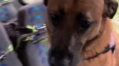 Soggy Doggy Breakdown