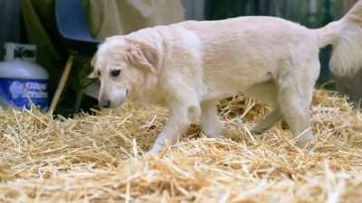 Just in case you missed this