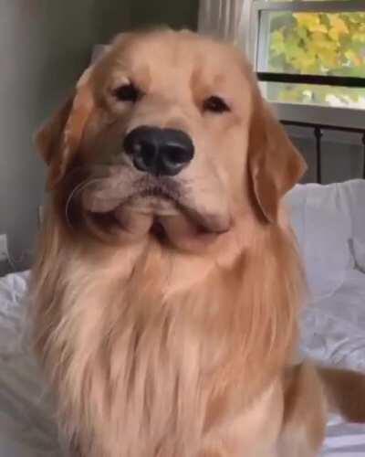 Needs a lot of cuddles