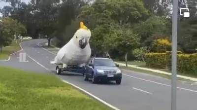 I love birds and everyone must know