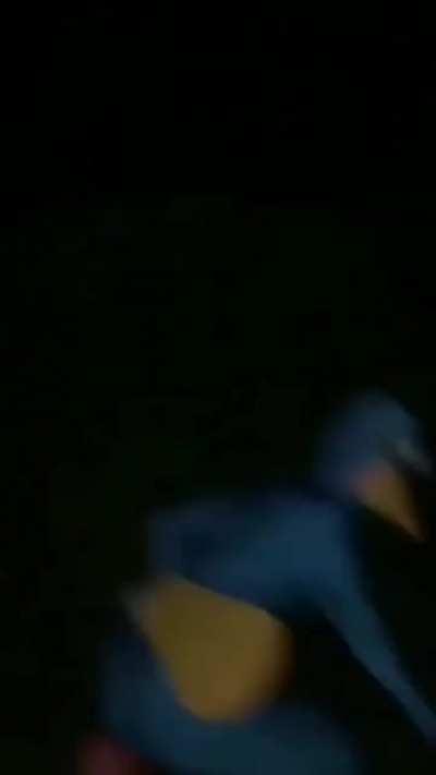 Eso perru eu omitorinco