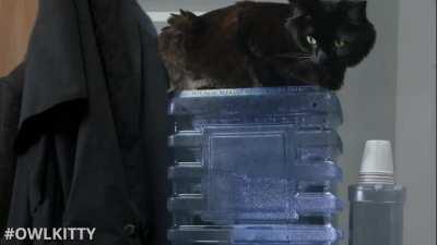 The office intro but with a cat