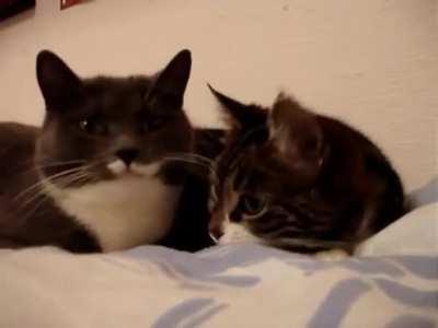 The two talking cats