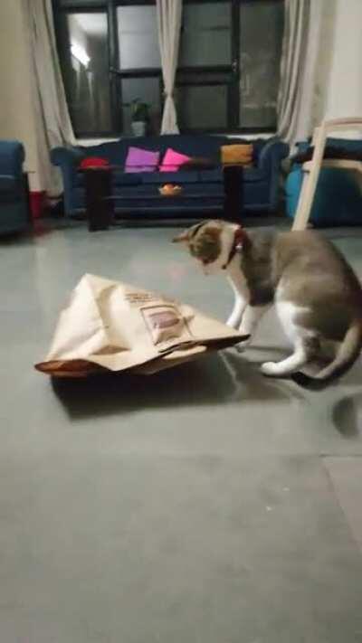 My cats find this empty paper bag *absolutely fascinating*