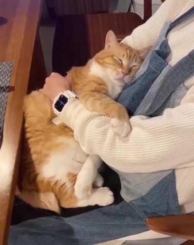 Beautiful chubby cat that likes to sleep on its owner.