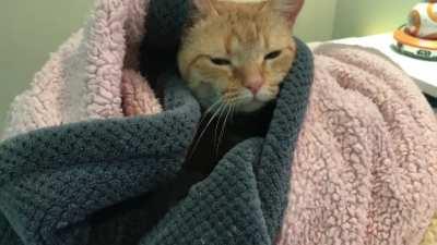 Who disturbs my slumber