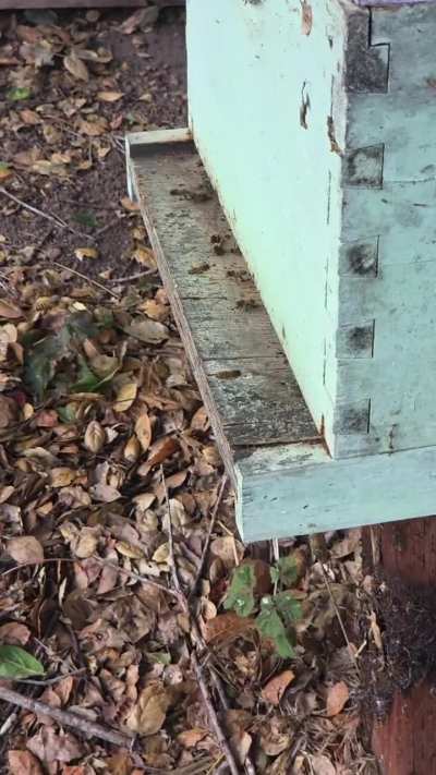 My bees colliding in slomo!