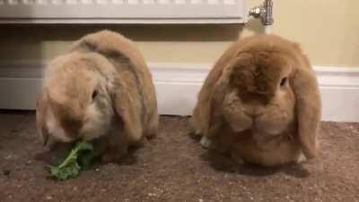 Simba stole Nala’s Kale again