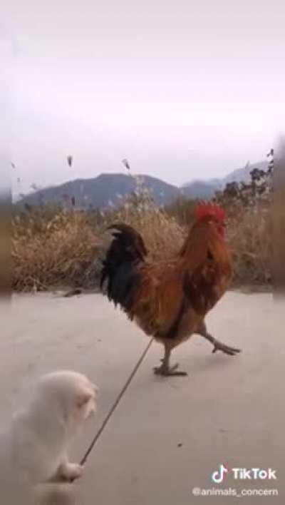 The puppy looks very happy🥺❤️