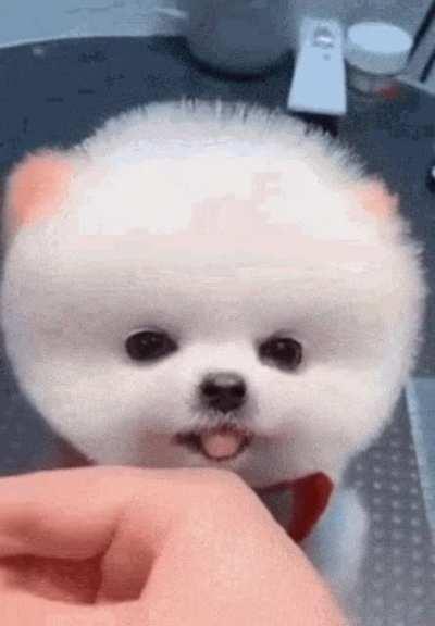 Proper grooming is more than just having a cute pet 🐶🐱.