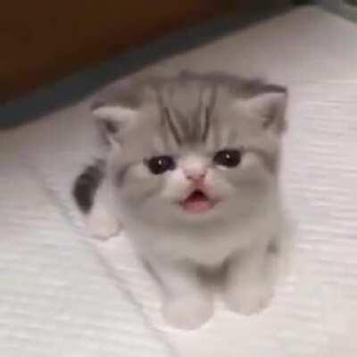 Vicious criminal roars