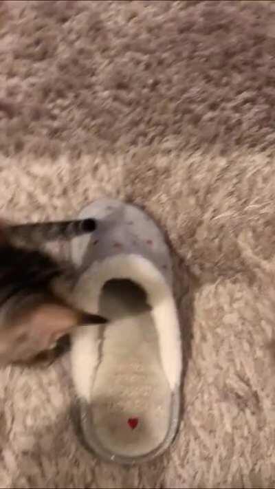 Her first favorite toy