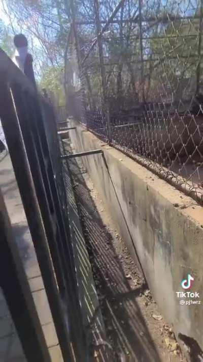 O macaco simplesmente quebrou