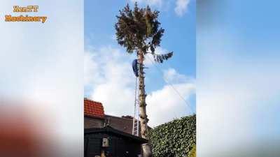 Butter hands on a ladder felling the top of a tree