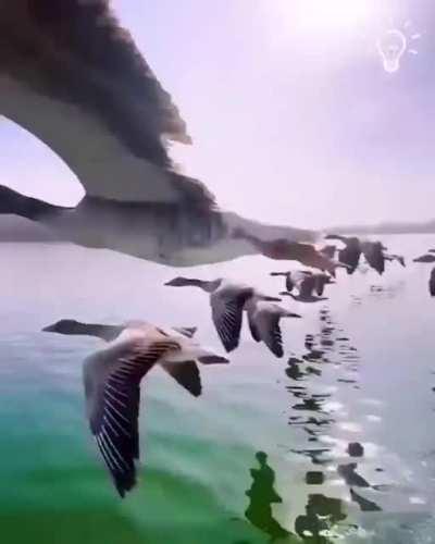 Geese making new friends