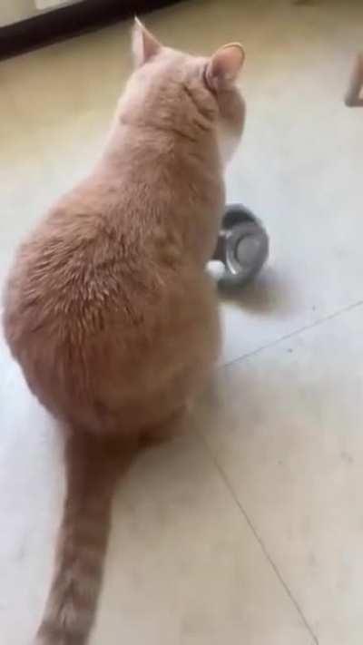 Lisa, my breakfast. My breakfast, my breakfast, Lisa, Lisa, my breakfast, my breakfast, Lisa, breakfast, breakfast...