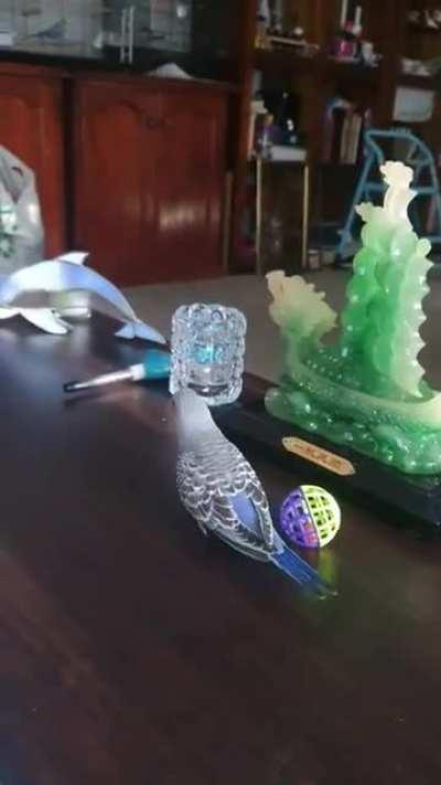 5 weeks old today and took off from the table! Didn't quite stick the landing but he'll get there!