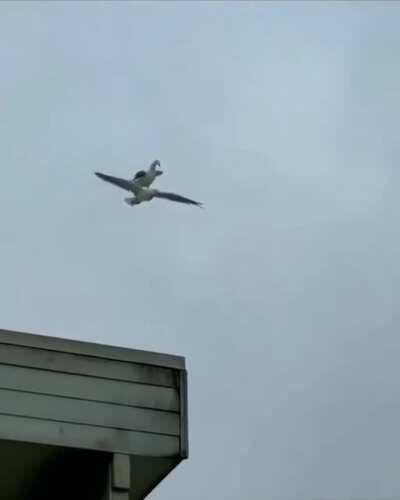 Drone low on battery being recharged mid-air. Highly risky manouver. I imagine they are clapping in the control center like they did after faking the moonlanding.