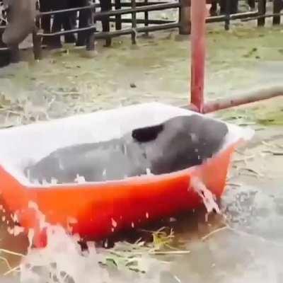 “I think this bath tub is a little small for me!” ?