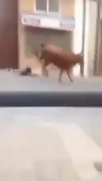 Pretending to be a matador like what you saw on the TV.. WCGW?